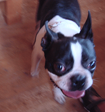 d0152869_19415453.gif