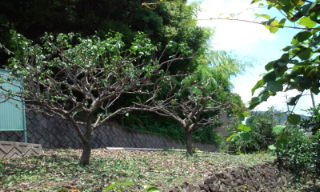 プチ便り(梅干し2)_a0206870_1565615.jpg