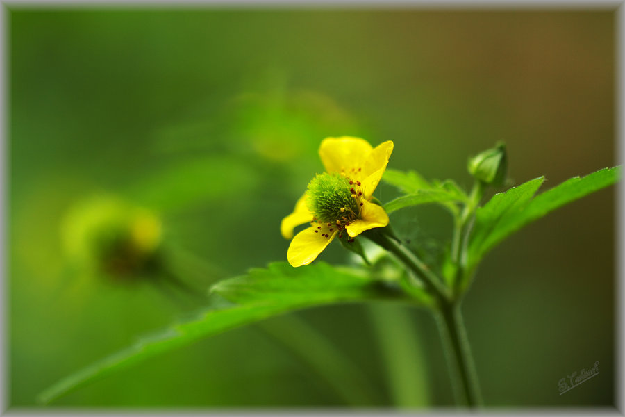追憶の愛 花言葉がピッタリ 北の風景