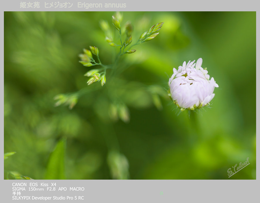 追憶の愛　花言葉がピッタリ～♪_b0076972_581086.jpg