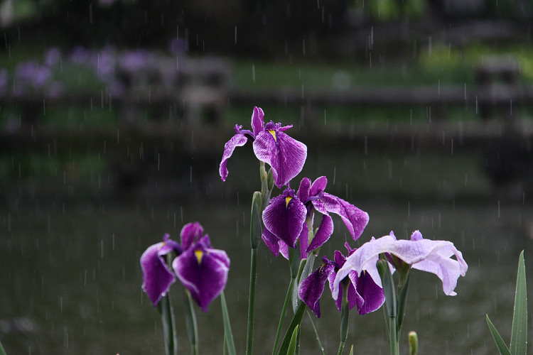 雨の一日_e0088874_2351177.jpg