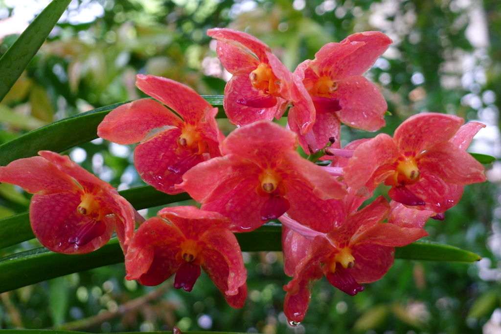 雨の日曜日・・・・庭の花_f0178278_1375642.jpg