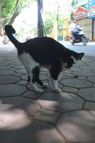 台風一過の日曜日 in  Hanoi ...._c0189379_15132887.jpg