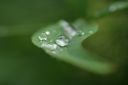 雨上がりの朝_c0152883_2251640.jpg