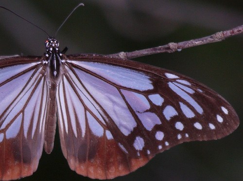 アカボシゴマダラ、アサギマダラ_d0088184_15244368.jpg