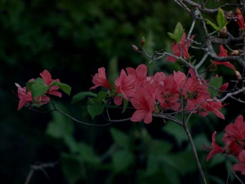 池の平湿原花情報_e0120896_6535329.jpg