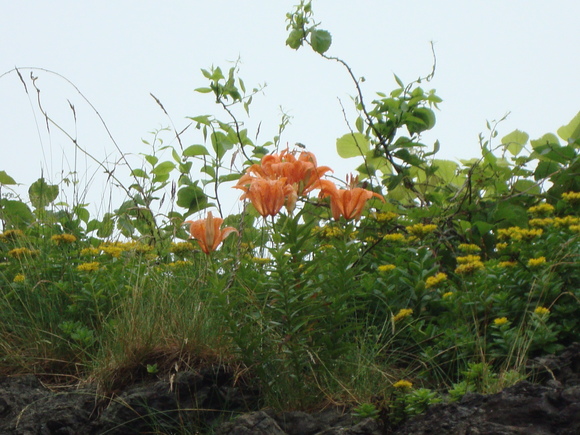 このお花、ご存知でしょうか?_d0235898_16161747.jpg