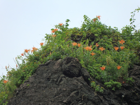 このお花、ご存知でしょうか?_d0235898_1695441.jpg