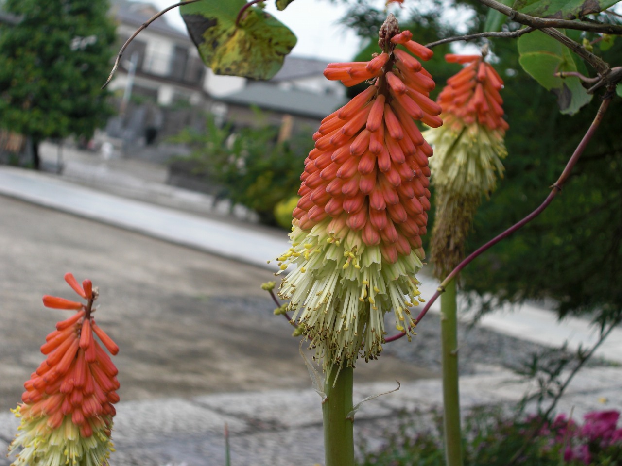 西念寺(葛飾区・新宿) HANATSUDOI