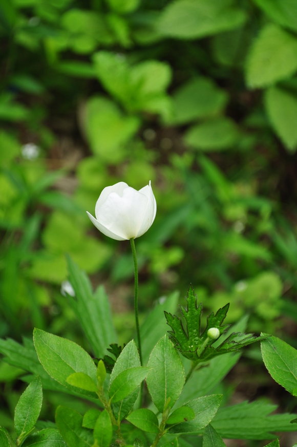 ６月の庭に咲いた美_b0228502_003478.jpg