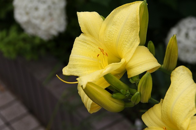 鈴虫寺　と　庭のお花達♪_a0123003_10122.jpg