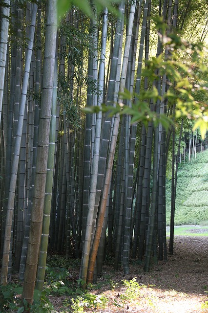 鈴虫寺　と　庭のお花達♪_a0123003_9341192.jpg