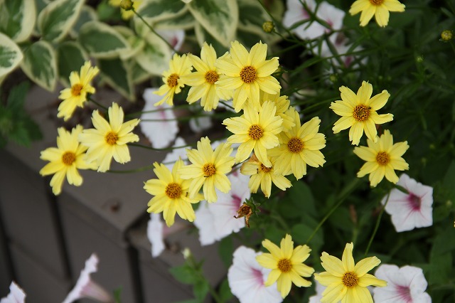 鈴虫寺　と　庭のお花達♪_a0123003_9545951.jpg