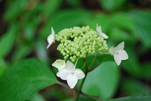 金時山!_d0050503_843340.jpg