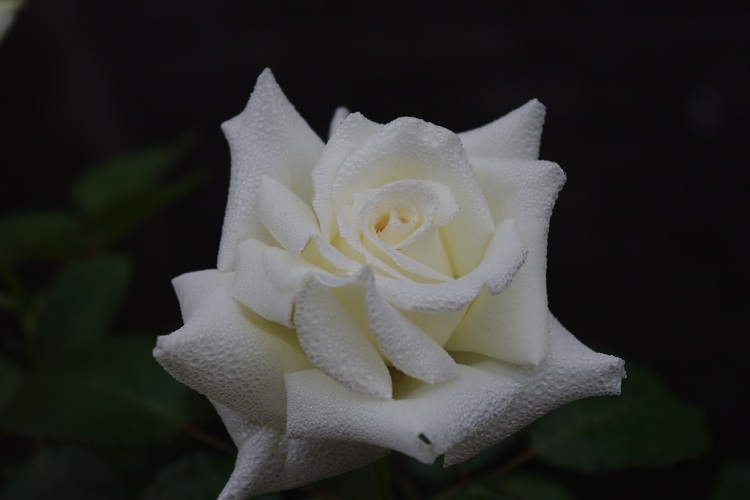 c0147909_7242876.jpg