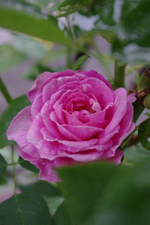 c0147909_745180.jpg