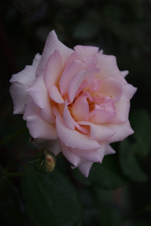 c0147909_77925.jpg