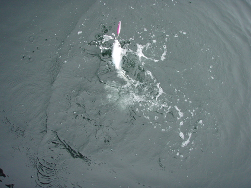 b0121015_231422.jpg