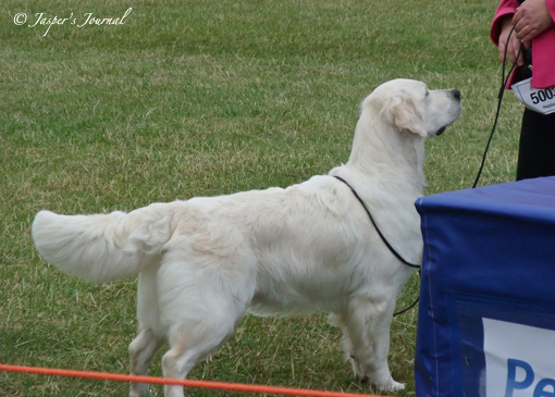 Blackpool Chanpionship Show 2011に行きました。。。_e0158619_804782.jpg