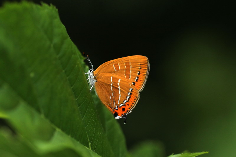 201100619  みちのく散歩：岩手山とウスバシロチョウほか_d0090322_65150.jpg