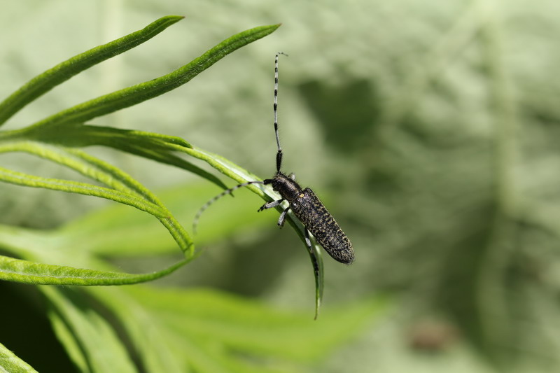 201100619  みちのく散歩：岩手山とウスバシロチョウほか_d0090322_66313.jpg