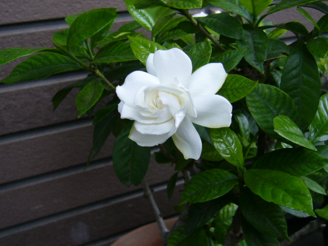 d0000324_13303687.jpg
