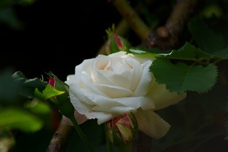 f0170524_13104412.jpg