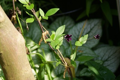 f0170524_13152561.jpg