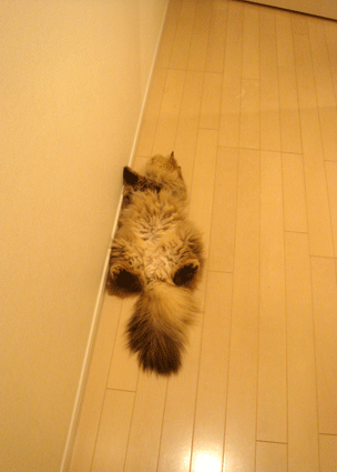 e0157129_18321946.gif