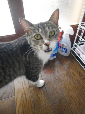 被災動物ボランティアに行ってきました。_e0170937_11375859.jpg