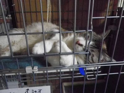 被災動物ボランティアに行ってきました。_e0170937_11454025.jpg