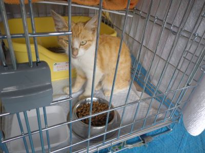 被災動物ボランティアに行ってきました。_e0170937_1212127.jpg