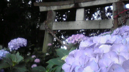 「あじさい祭り」磯山神社 鹿沼市_e0227942_1782617.jpg