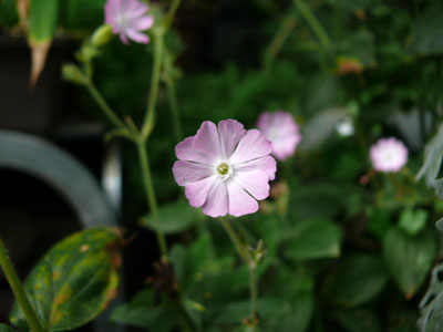 庭の花とか知らない実とか_c0210745_10441778.jpg