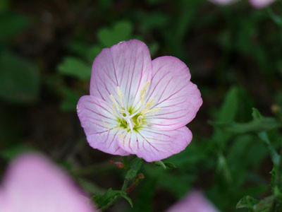 庭の花とか知らない実とか_c0210745_1046510.jpg