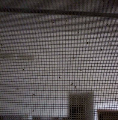 網戸の虫 こふでの書道とごはん 網戸の虫 こふでの書道とごはん