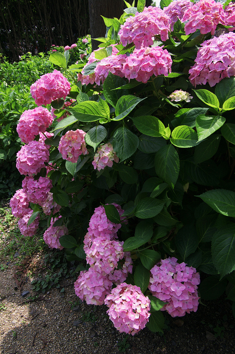 紫陽花咲く三室戸寺（後編）_f0155048_0031.jpg