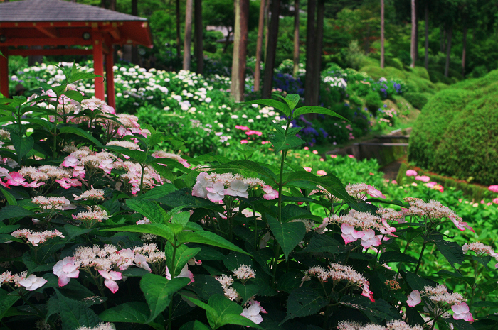 紫陽花咲く三室戸寺（前編）_f0155048_17375452.jpg