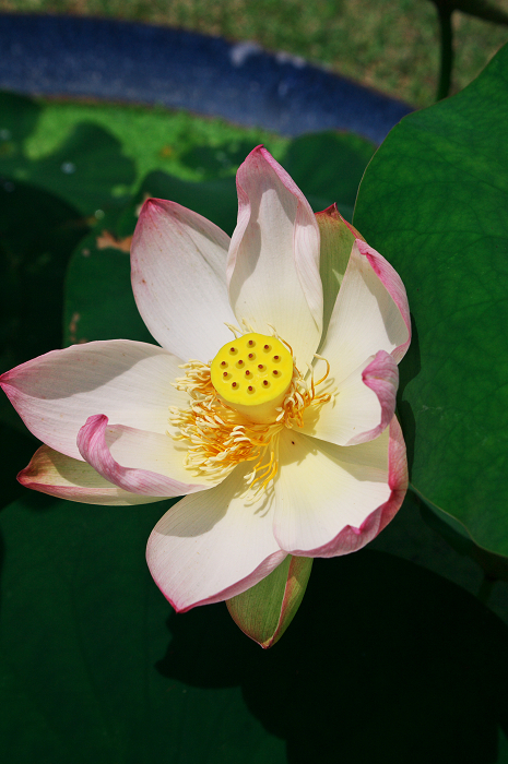 紫陽花咲く三室戸寺(前編)_f0155048_17381147.jpg