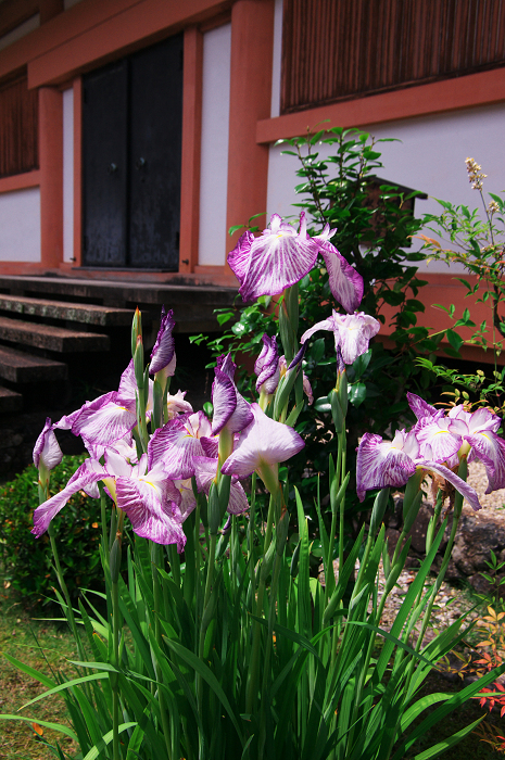 紫陽花咲く三室戸寺(前編)_f0155048_1738256.jpg