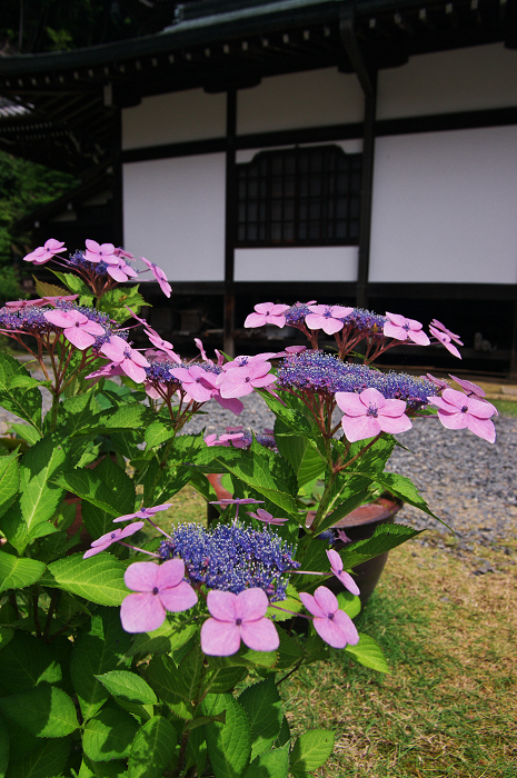 紫陽花咲く三室戸寺（前編）_f0155048_17383295.jpg