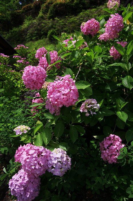 紫陽花咲く三室戸寺(前編)_f0155048_17383822.jpg