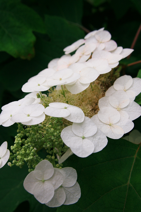 紫陽花咲く三室戸寺(前編)_f0155048_17384983.jpg