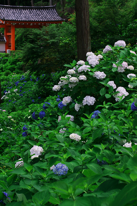 紫陽花咲く三室戸寺（前編）_f0155048_1739092.jpg