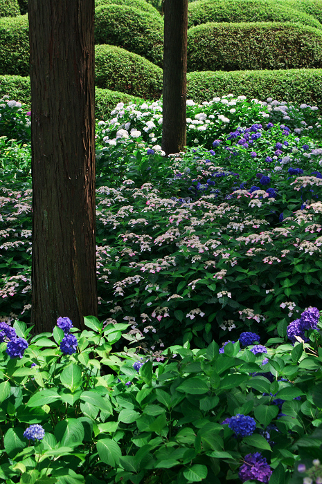 紫陽花咲く三室戸寺(前編)_f0155048_17392051.jpg
