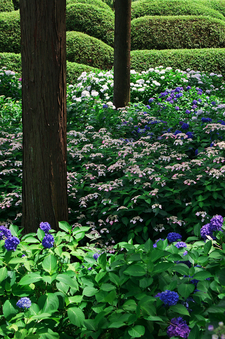 紫陽花咲く三室戸寺（前編）_f0155048_17392051.jpg