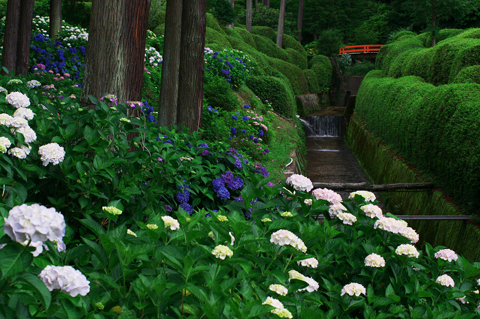 紫陽花咲く三室戸寺（前編）_f0155048_17471315.jpg