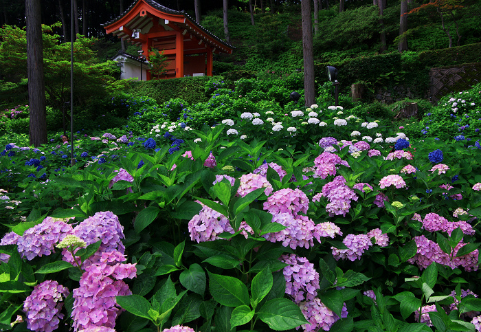 紫陽花咲く三室戸寺（後編）_f0155048_23564431.jpg