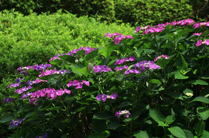 紫陽花咲く三室戸寺(後編)_f0155048_2357255.jpg