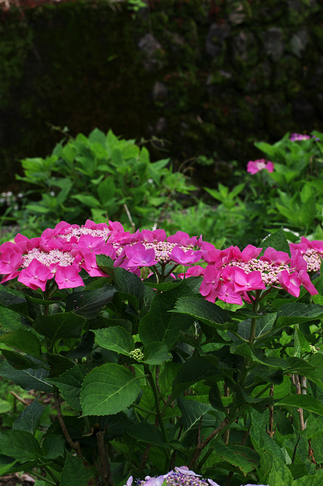 紫陽花咲く三室戸寺(後編)_f0155048_2357263.jpg